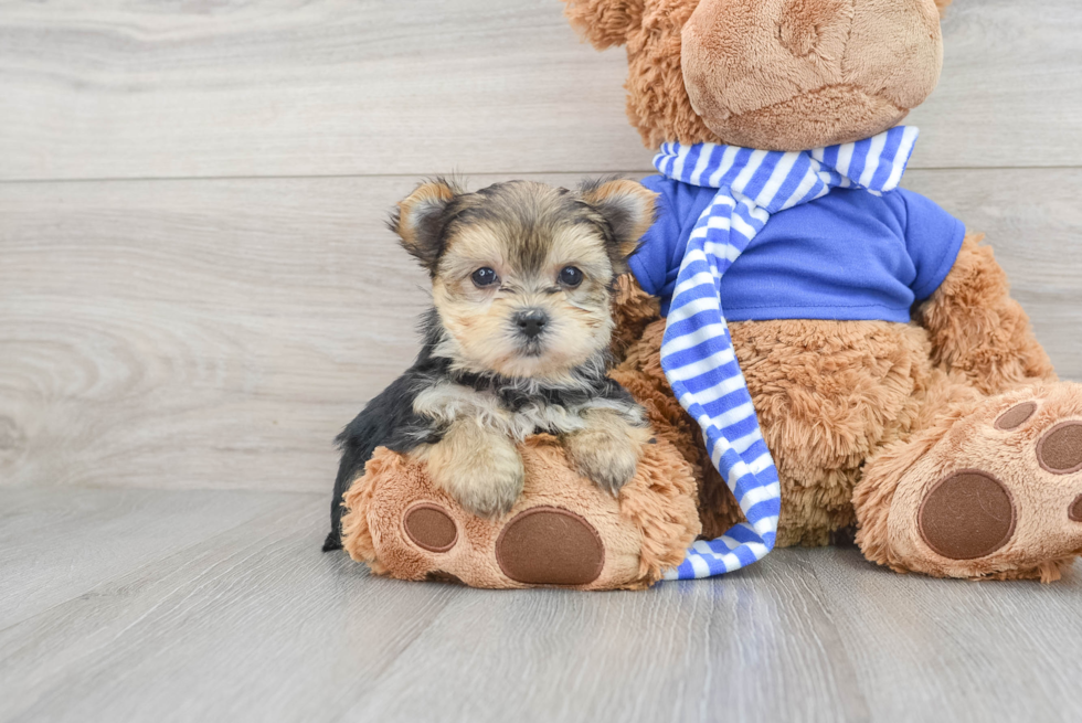 Morkie Pup Being Cute