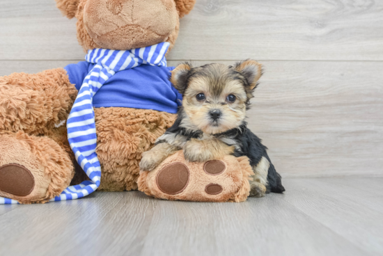 Friendly Morkie Baby