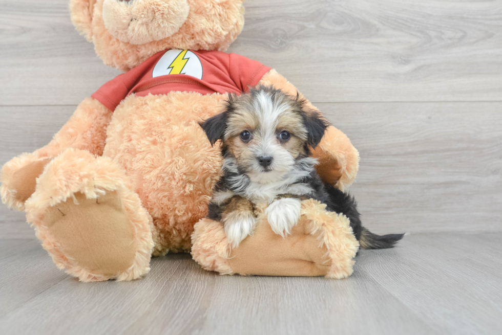 Best Morkie Baby