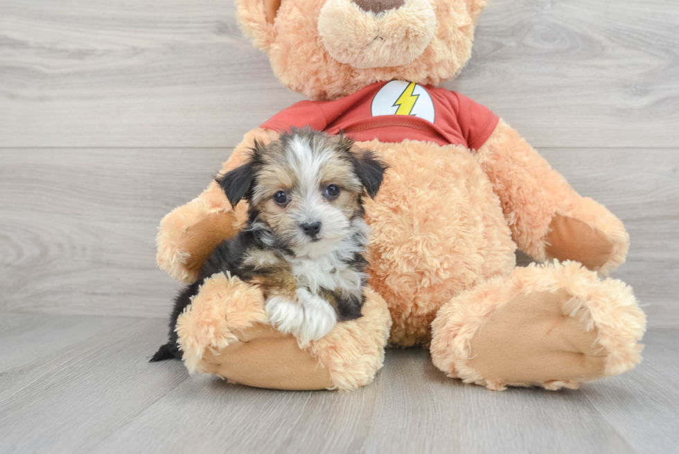 Petite Morkie Designer Pup