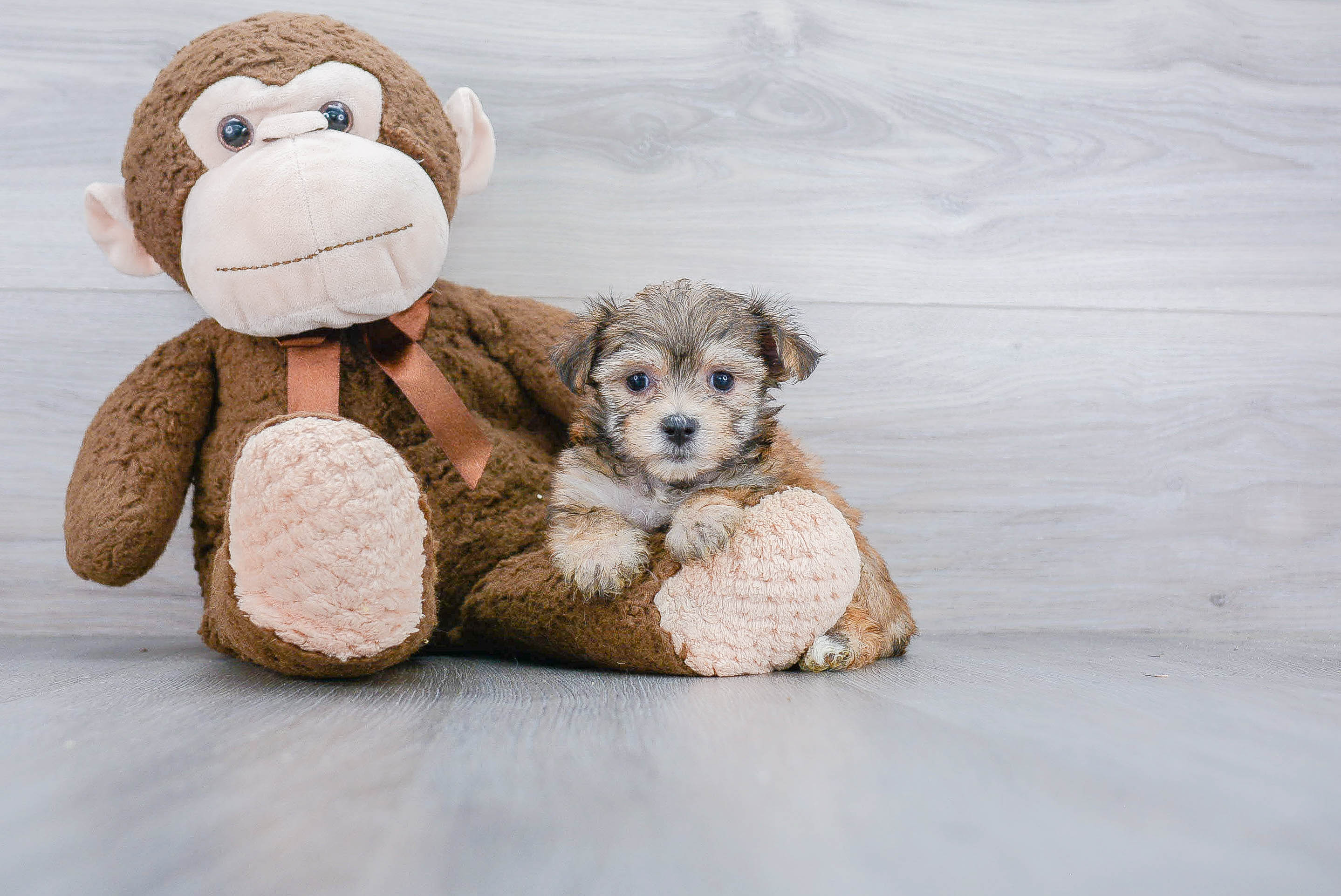 Morkie Puppy for Adoption