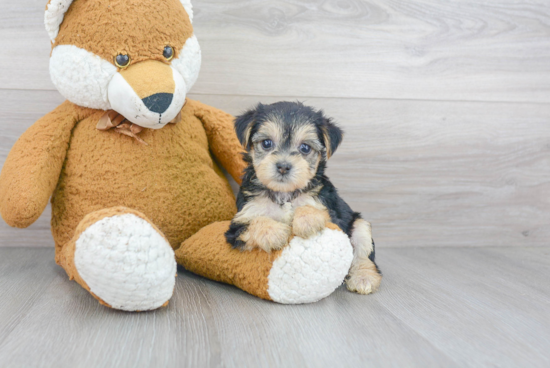 Morkie Pup Being Cute