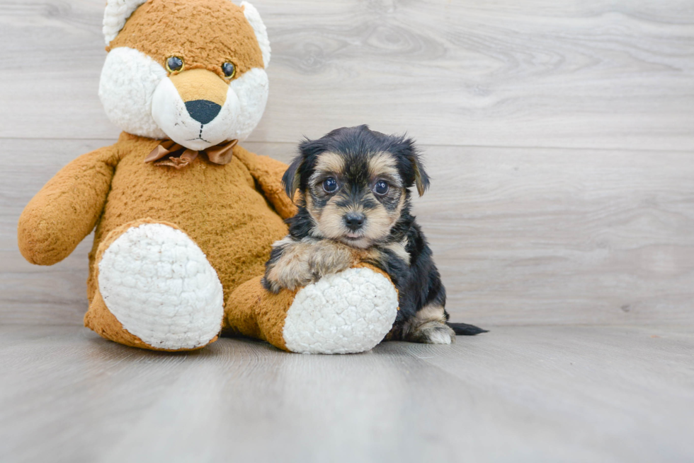 Fluffy Morkie Designer Pup