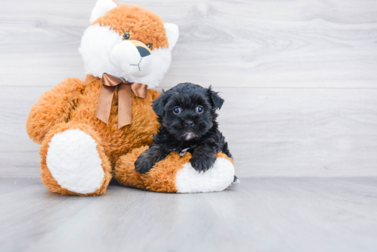 Morkie Pup Being Cute