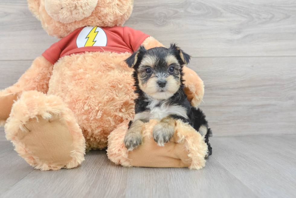 Morkie Pup Being Cute