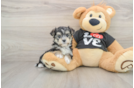 Morkie Pup Being Cute