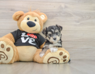 7 week old Morkie Puppy For Sale - Premier Pups
