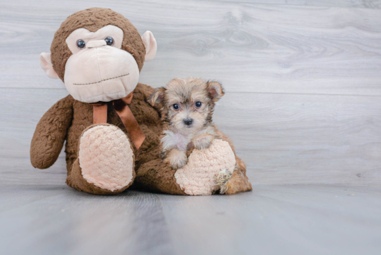 Morkie Pup Being Cute