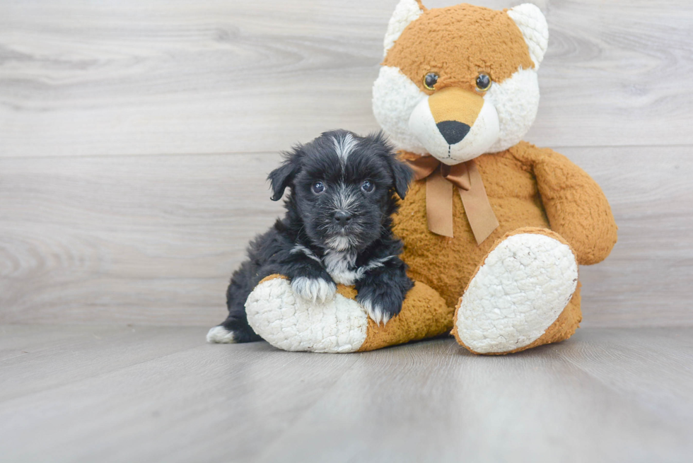 Friendly Morkie Baby