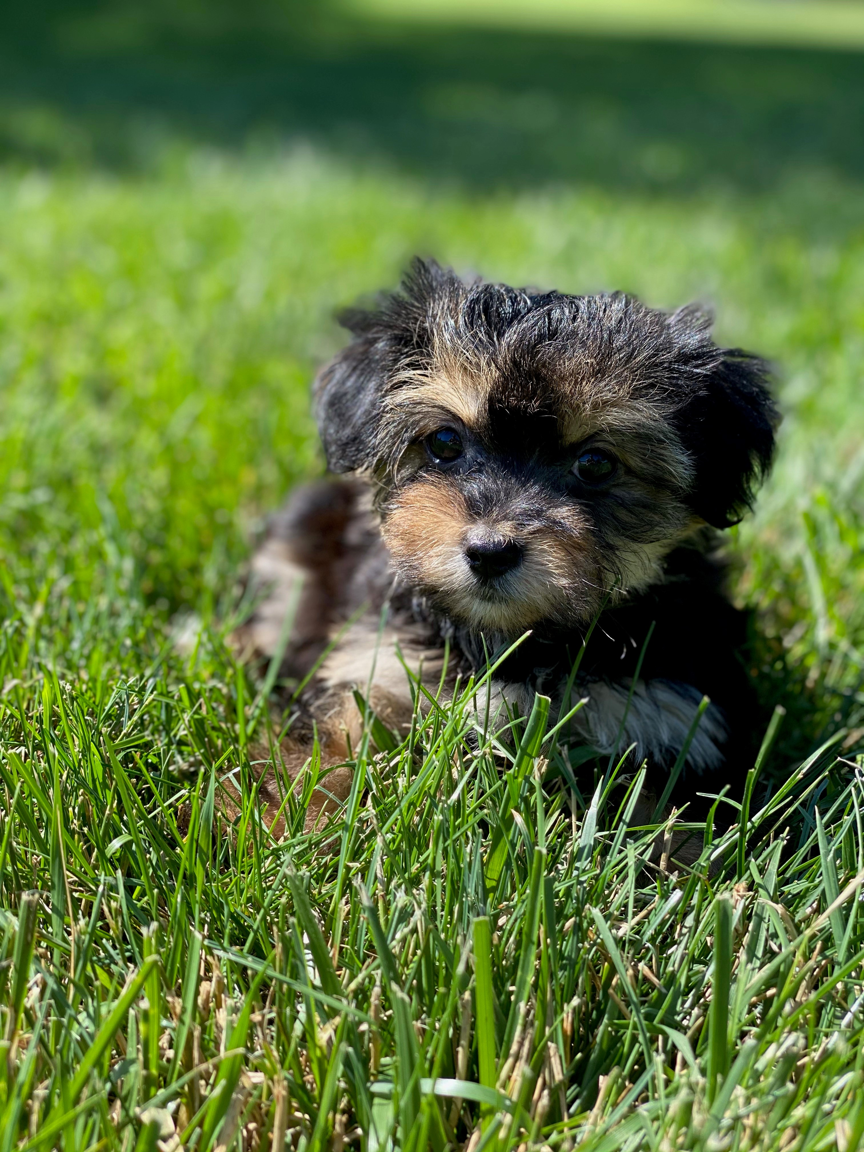 Best Morkie Baby