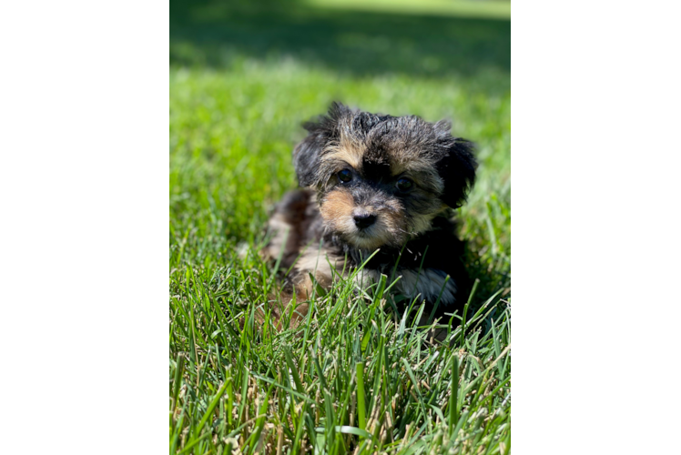 Best Morkie Baby