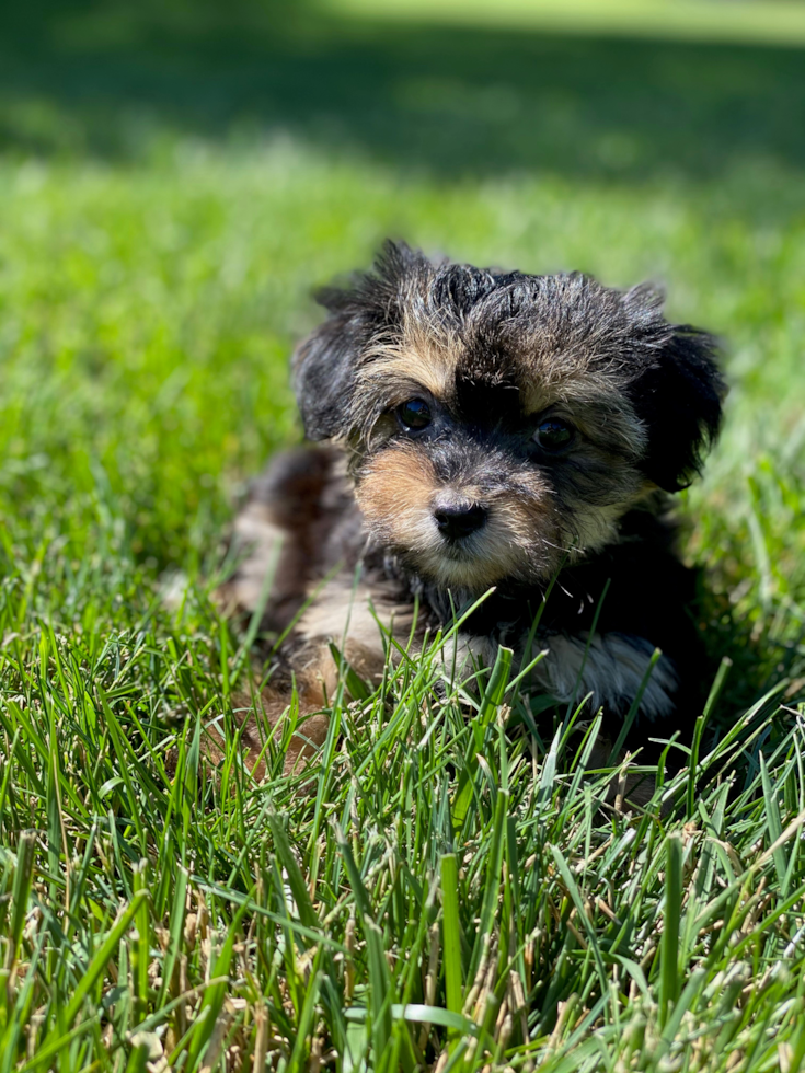 Best Morkie Baby