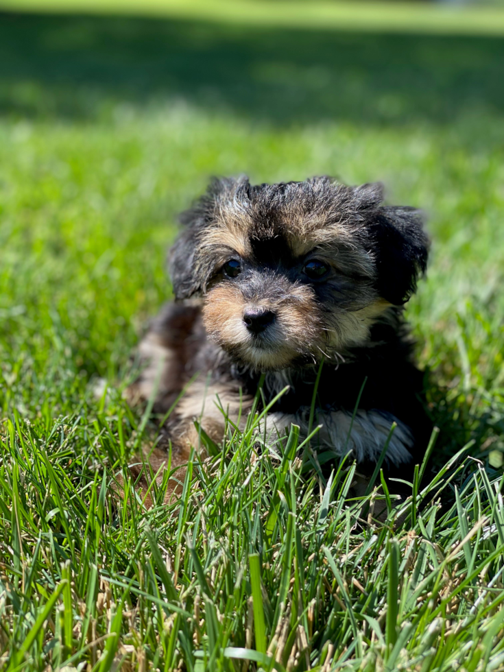 Best Morkie Baby