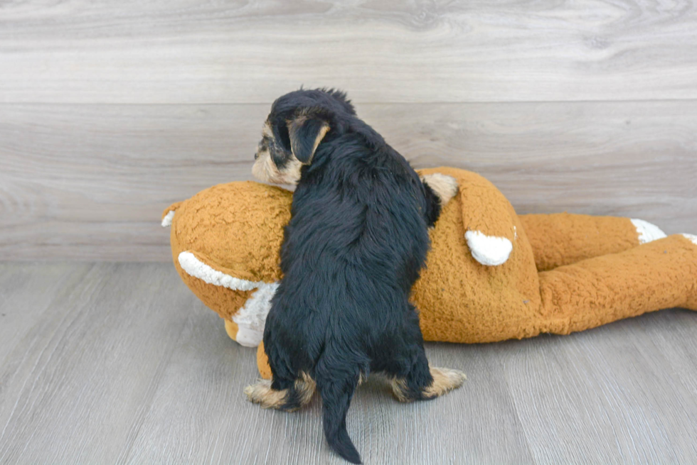 Morkie Puppy for Adoption