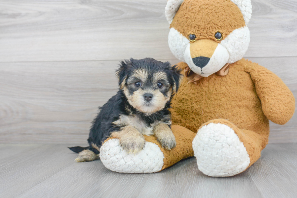 Cute Yorkie Designer Puppy