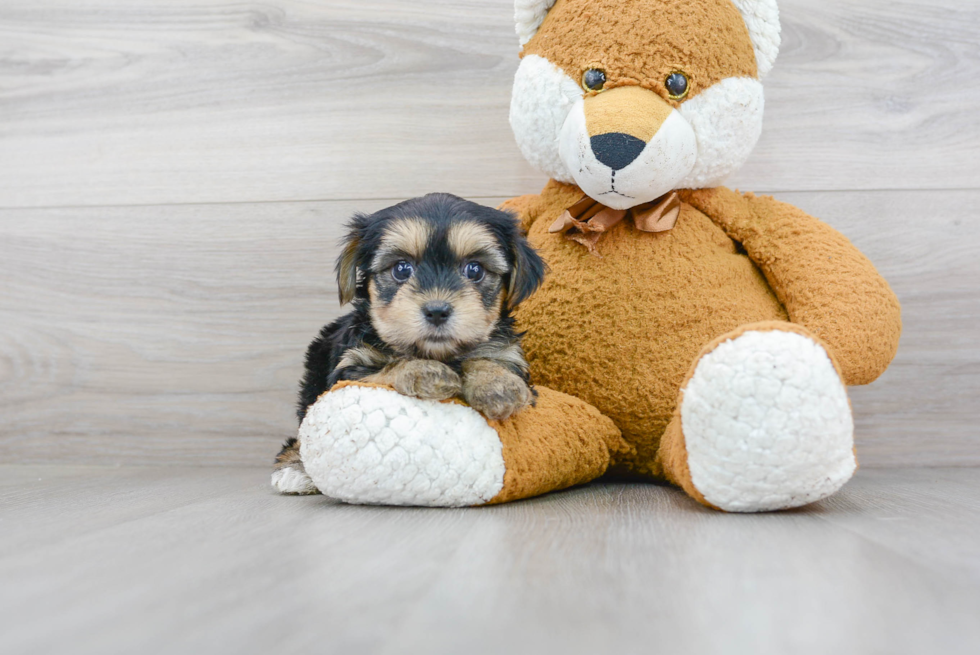 Adorable Yorkie Designer Puppy