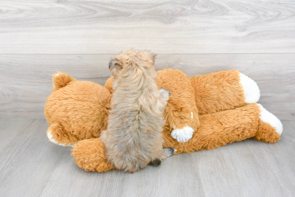 Cute Morkie Designer Pup