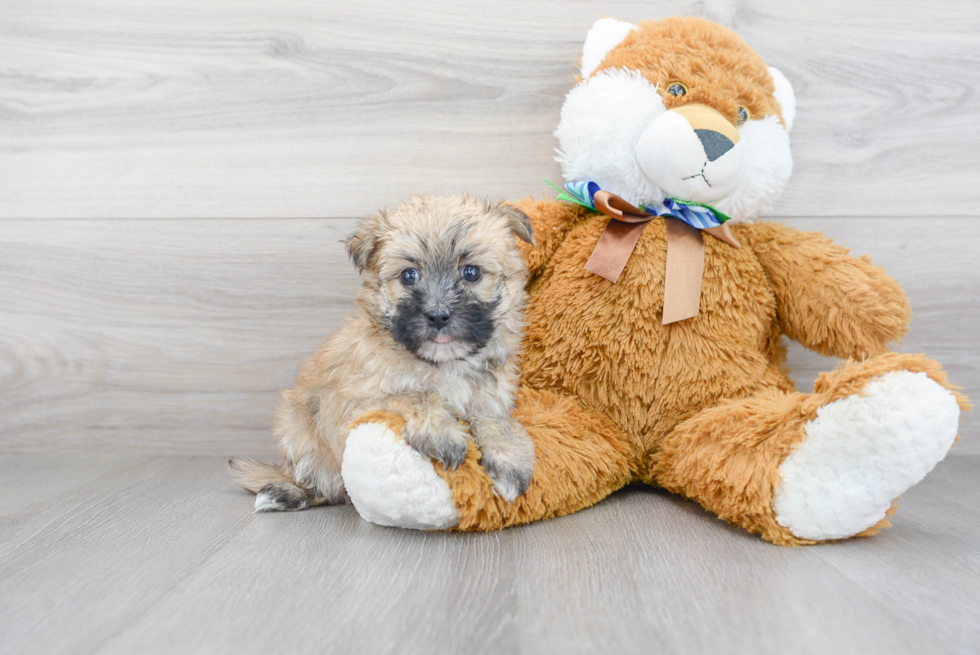 Cute Yorkie Designer Puppy