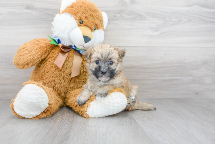 Morkie Pup Being Cute