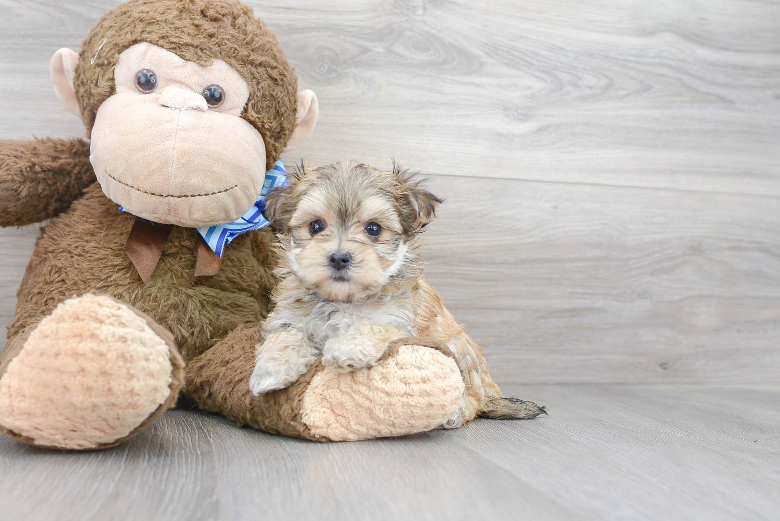 Adorable Yorkie Designer Puppy
