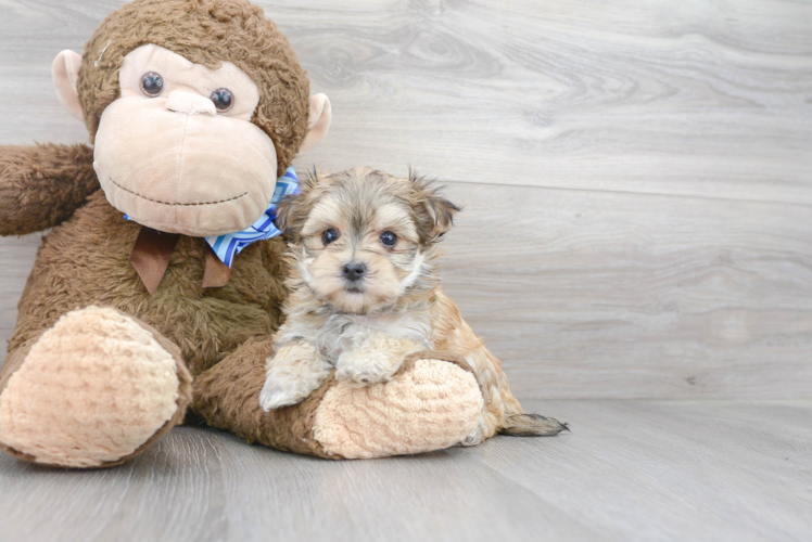 Adorable Yorkie Designer Puppy