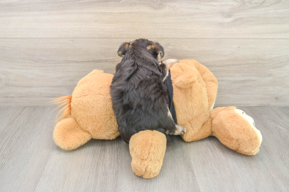 Playful Maltese Yorkie Mix Designer Puppy