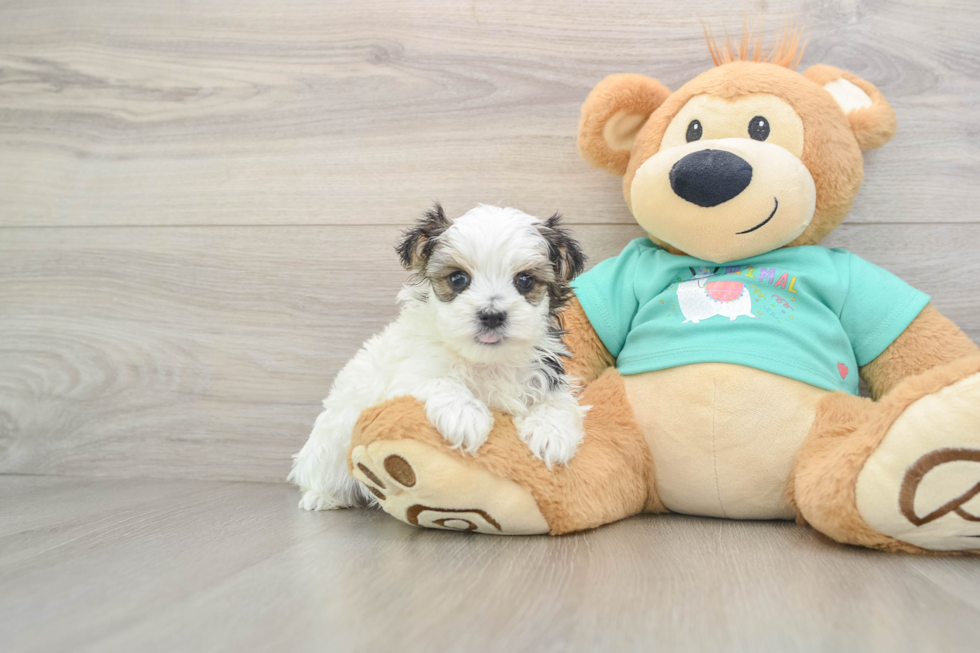 Adorable Yorktese Designer Puppy