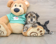 7 week old Morkie Puppy For Sale - Premier Pups