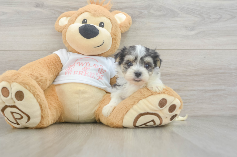 5 week old Morkie Puppy For Sale - Premier Pups