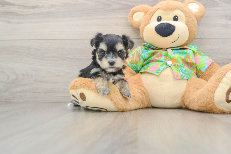 Little Malki Designer Puppy