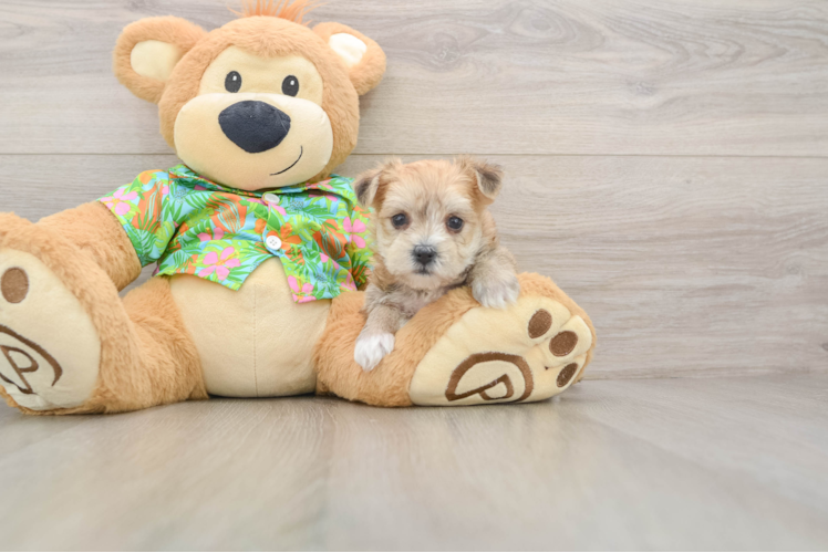 Best Morkie Baby