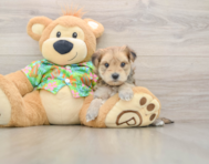 7 week old Morkie Puppy For Sale - Premier Pups