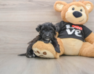 5 week old Morkie Puppy For Sale - Premier Pups