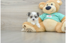 Morkie Puppy for Adoption