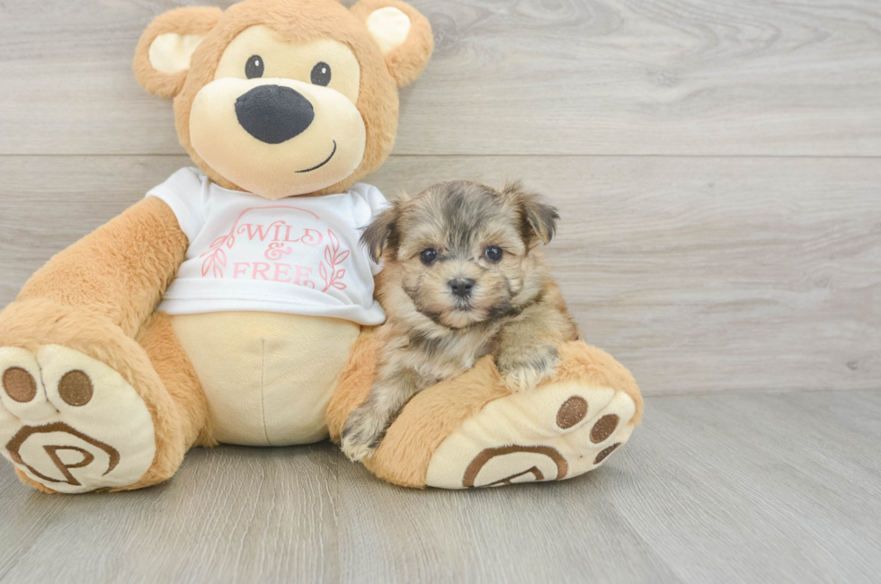 5 week old Morkie Puppy For Sale - Premier Pups