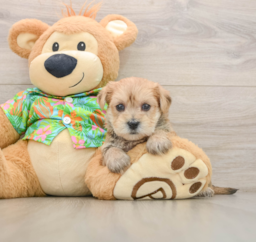 6 week old Morkie Puppy For Sale - Premier Pups