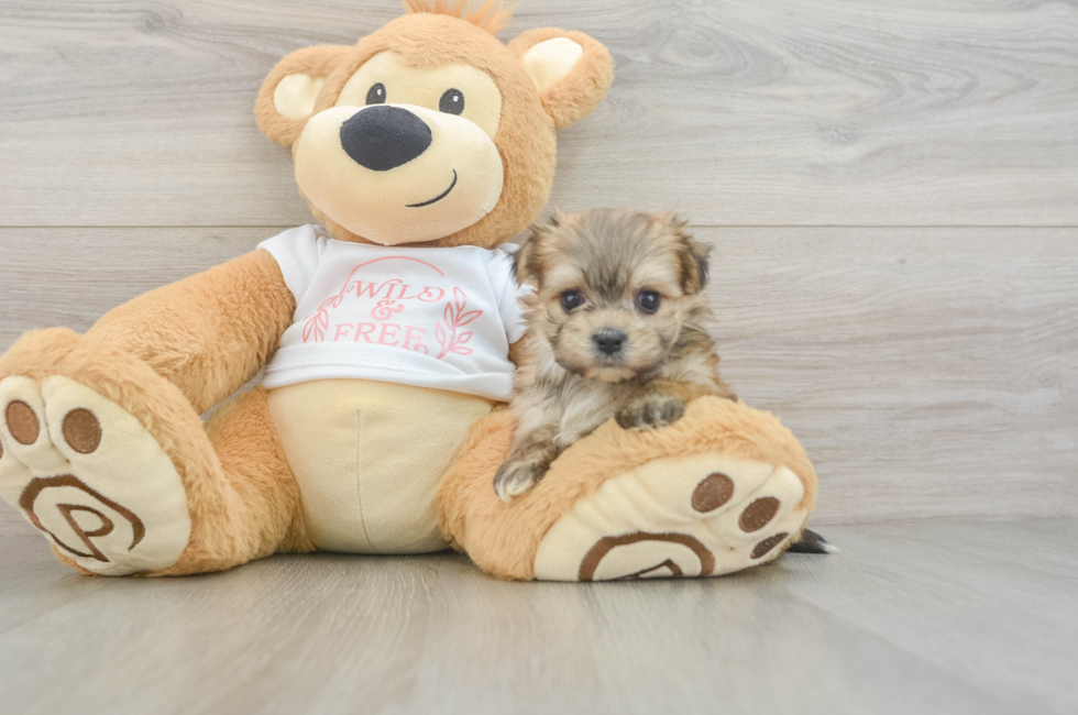 5 week old Morkie Puppy For Sale - Premier Pups