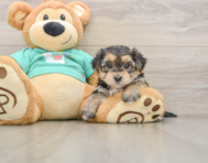 6 week old Morkie Puppy For Sale - Premier Pups