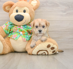 6 week old Morkie Puppy For Sale - Premier Pups