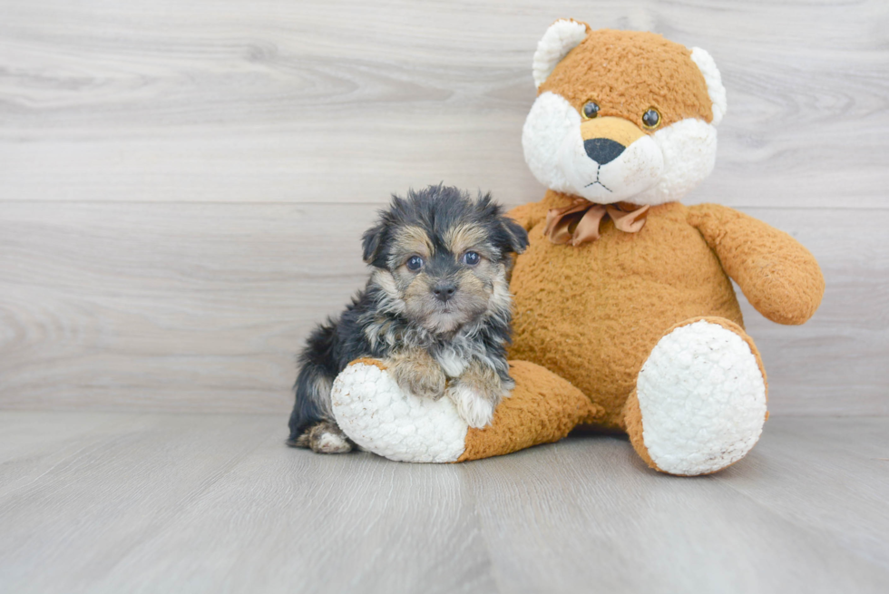 Happy Morkie Baby