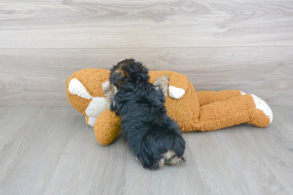 Friendly Morkie Baby