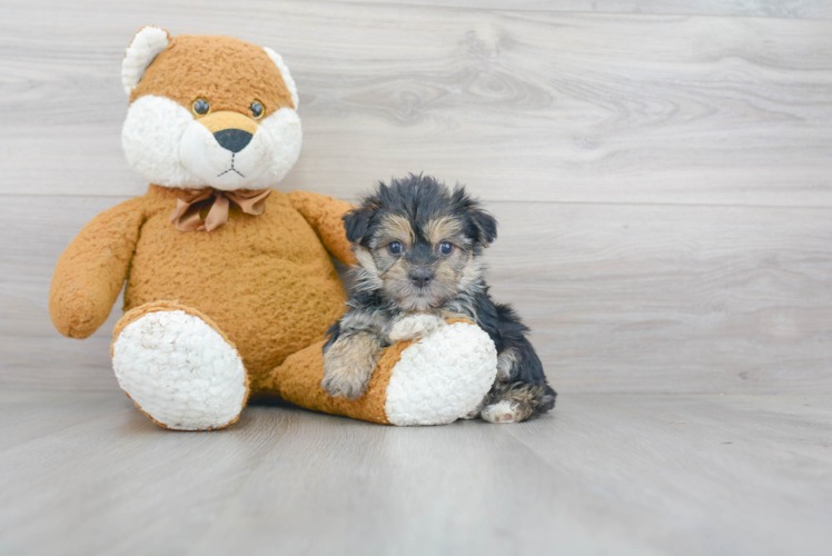 Morkie Pup Being Cute
