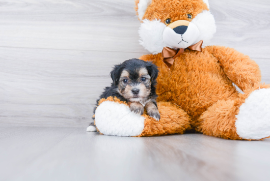 Morkie Pup Being Cute