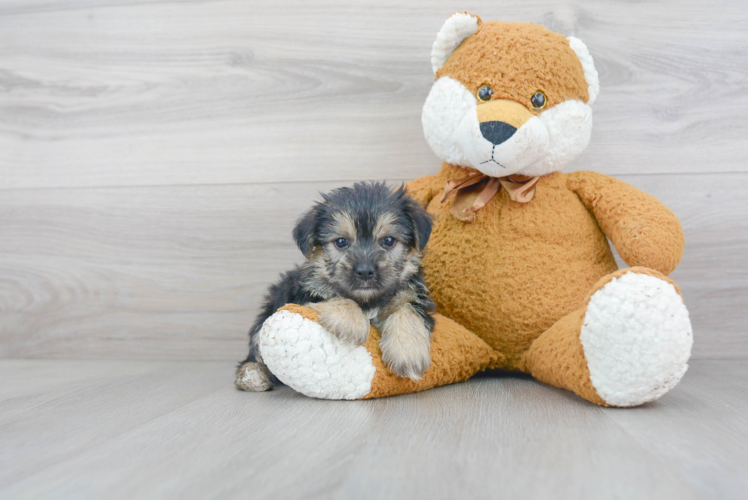 Morkie Pup Being Cute