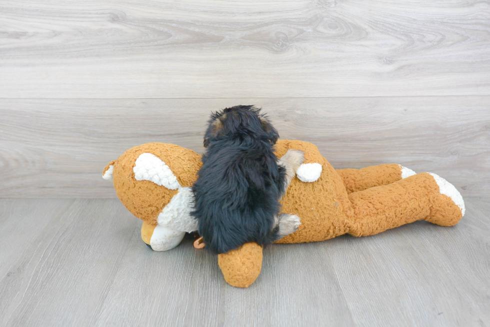 Little Yorkie Designer Puppy