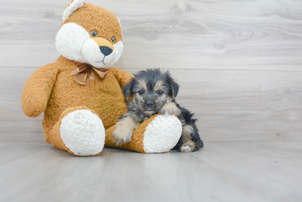 Cute Morkie Baby
