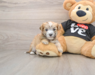5 week old Morkie Puppy For Sale - Premier Pups