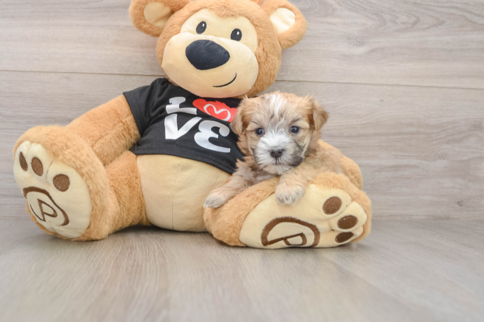 Morkie Puppy for Adoption