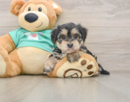 6 week old Morkie Puppy For Sale - Premier Pups