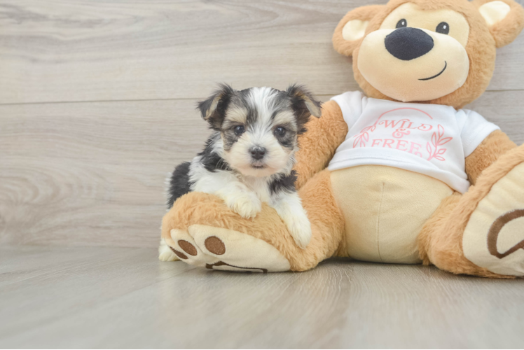 Popular Morkie Designer Pup